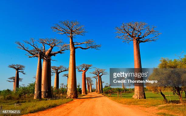 baobab trees -adansonia grandidieri-, avenue of the baobabs, morondava, madagascar - madagáscar imagens e fotografias de stock