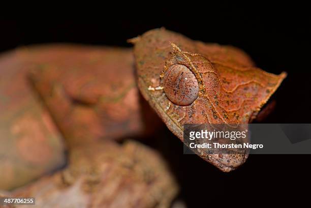 satanic leaf-tailed gecko -uroplatus phantasticus-, ranomafana national park, madagascar - uroplatus phantasticus stock pictures, royalty-free photos & images