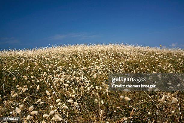 flowering marram grass, noirmoutier-en-l?ile, ile de noirmoutier, pays de la loire, france - force de la nature stock pictures, royalty-free photos & images