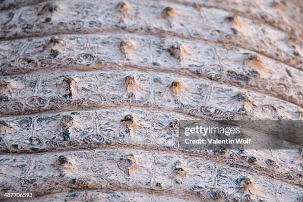 skin of a nile crocodile -crocodylus niloticus-, crocodile farm, otjiwarongo, namibia - otjiwarongo stock pictures, royalty-free photos & images