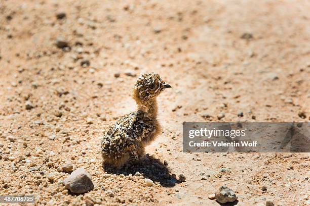 quail -coturnix coturnix- chick sitting on gravel road, namibia - common quail photos et images de collection