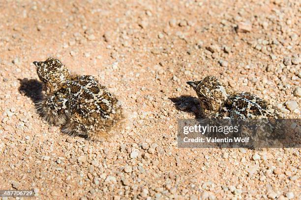 quail -coturnix coturnix-, two chicks sitting on a gravel road, namibia - common quail photos et images de collection