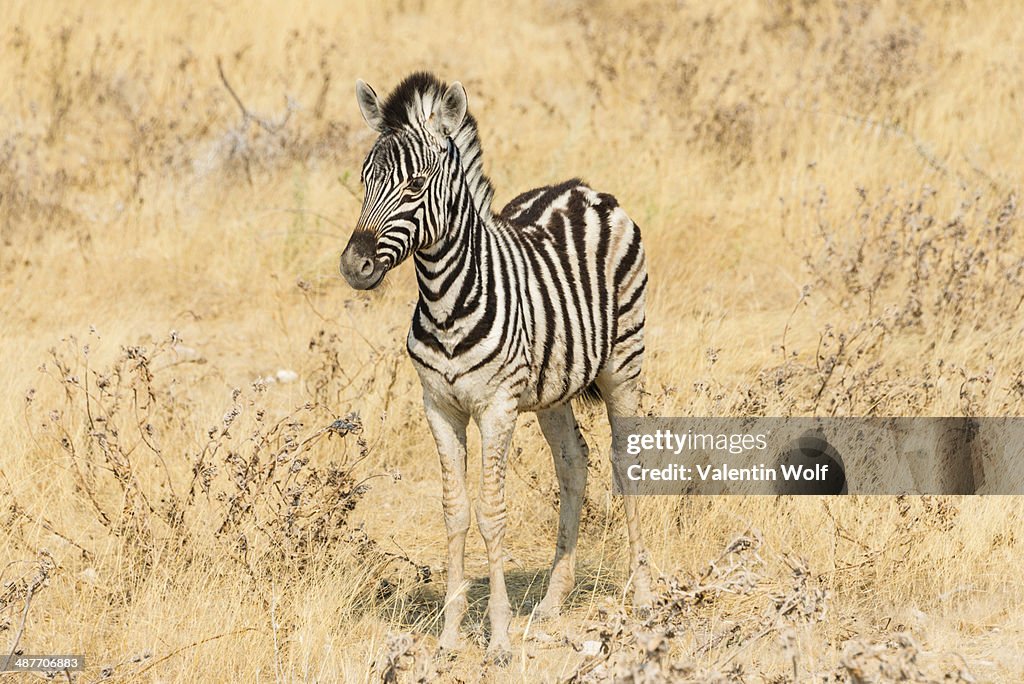 Young Plains Zebra or Burchell's Zebra -Equus quagga burchelli- standing in dry bushland, Etosha National Park, Namibia