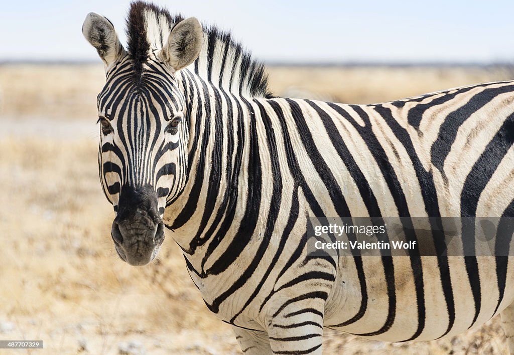 Burchell's Zebra -Equus burchellii- in the dry steppe, Etosha National Park, Namibia
