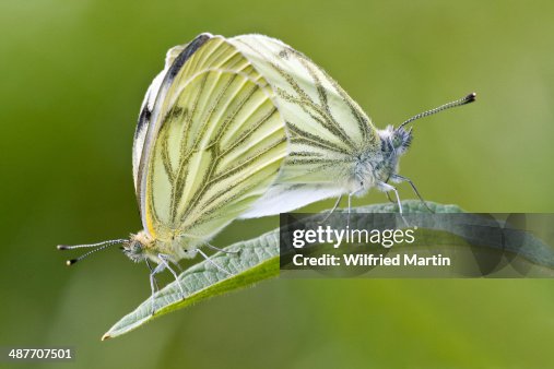 Green-veined White -Pieris napi-, mating, North Hesse, Hesse, Germany Green-veined White -Pieris napi-, mating, North Hesse, Hesse, Germany
