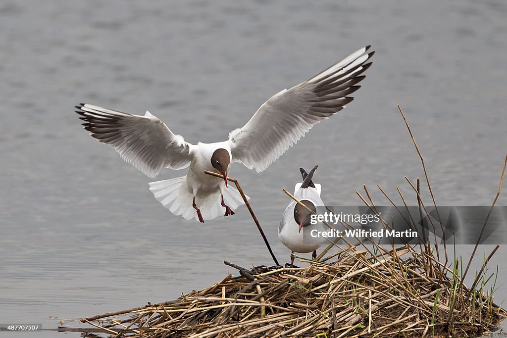 Black-headed Gull -Larus ridibundus- approaching nest with nesting material, Muenster, North Rhine-Westphalia, Germany