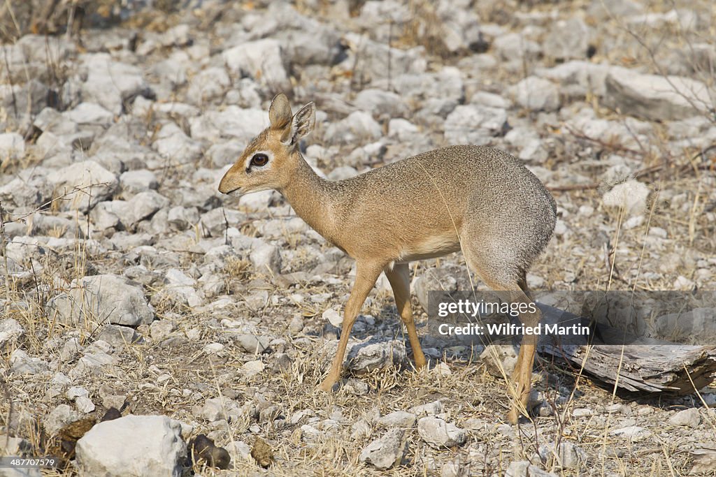 Kirks Dikdik Madoqua Kirkii Etosha National Park Namibia High Res Stock kirks-dikdik-madoqua-kirkii-etosha-national-park-namibia-high-res-stock