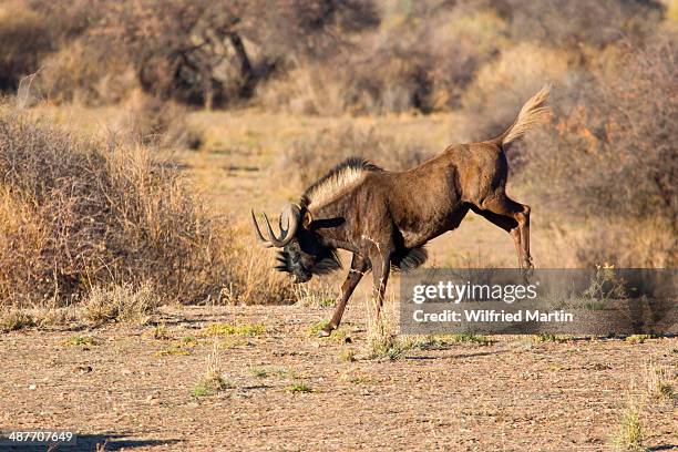 bucking black wildebeest or white-tailed gnu -connochaetes gnou-, etosha national park, namibia - black wildebeest stock pictures, royalty-free photos & images