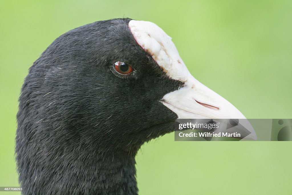 Common Coot -Fulica atra-, portrait, North Hesse, Hesse, Germany