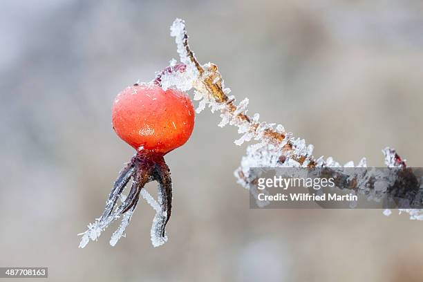 rosehip -rosa canina- with hoarfrost, germany - ca nina stock pictures, royalty-free photos & images