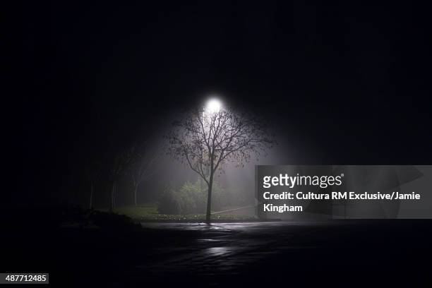 Solitary floodlit  tree at night