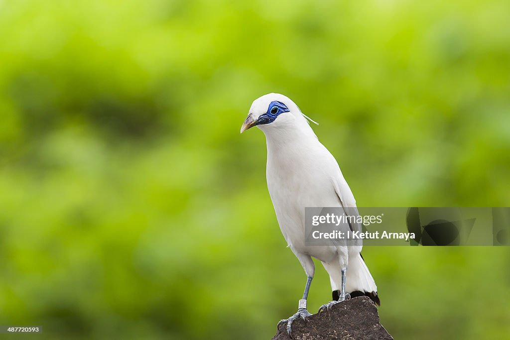 Bali Starling with Green Background Bokeh