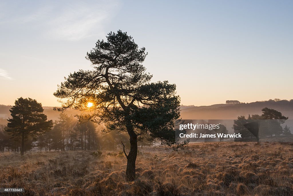Scots pines and heathland at dawn
