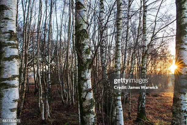 silver birches in winter at dawn - betula pendula stock pictures, royalty-free photos & images