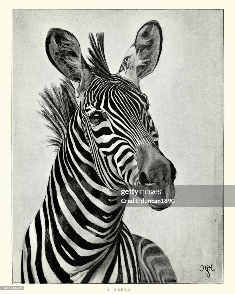 Zebra