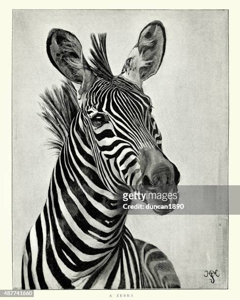 stockillustraties, clipart, cartoons en iconen met zebra - zebra print