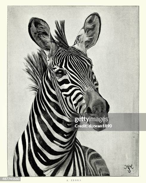 ilustrações, clipart, desenhos animados e ícones de zebra - animal markings