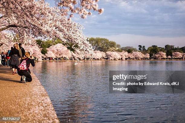 the allure of the cherry blossoms at the tidal bas - washington dc people stock pictures, royalty-free photos & images