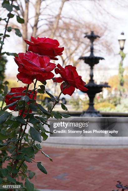 35 Dormant Roses Stock Photos, High-Res Pictures, and Images - Getty Images