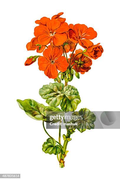 535 Ilustraciones de Geranio - Getty Images 535 Ilustraciones de Geranio - Getty Images