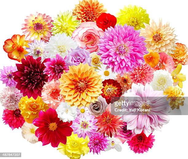 flower - composition stock pictures, royalty-free photos & images
