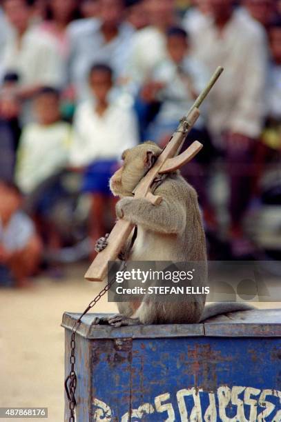 Baboon holds an arm toy AK-47 during a circus show, on August 1 in Phnom Penh.