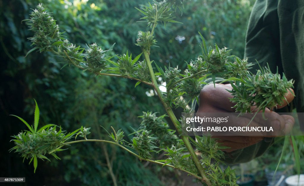 URUGUAY-CANNABIS-BILL