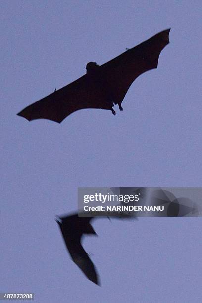 Flying-foxes fly above a garden in Amritsar on September 12, 2015. AFP PHOTO/ NARINDER NANU