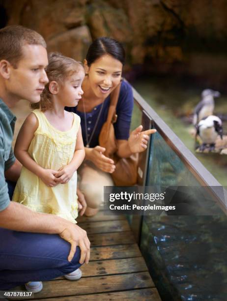 aquariums- um paraíso para crianças - zoo imagens e fotografias de stock