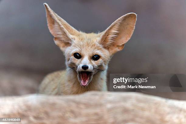 fennec fox - fennec stock pictures, royalty-free photos & images