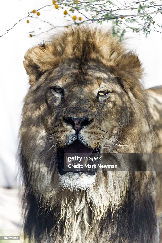 Male Lion