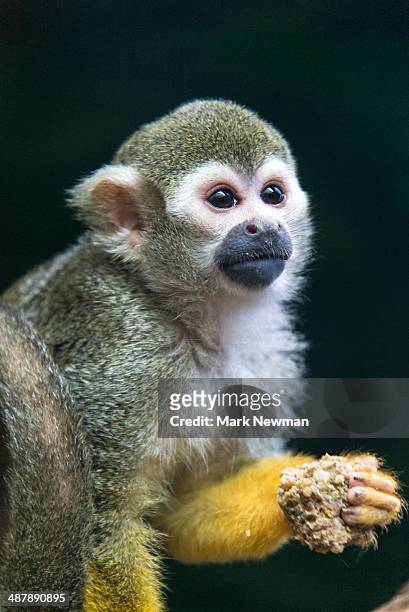 squirrel monkey - dödskalleapa bildbanksfoton och bilder