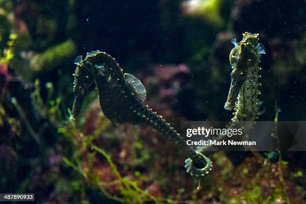 seahorse - seahorse stock pictures, royalty-free photos & images