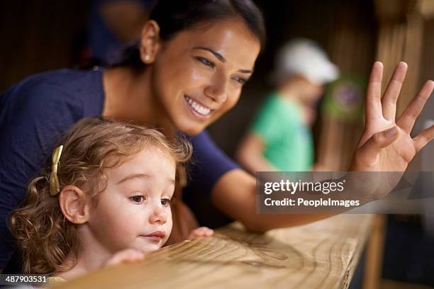 saying hi to the cute animals, sweetie - little penguin stock pictures, royalty-free photos & images