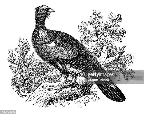 antique illustration of western capercaillie (tetrao urogallus) - tetrao urogallus stock illustrations