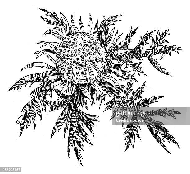 Carline Tree 319 Dwarf Fruit Trees Stock Photos, High-Res Pictures, and Images ...