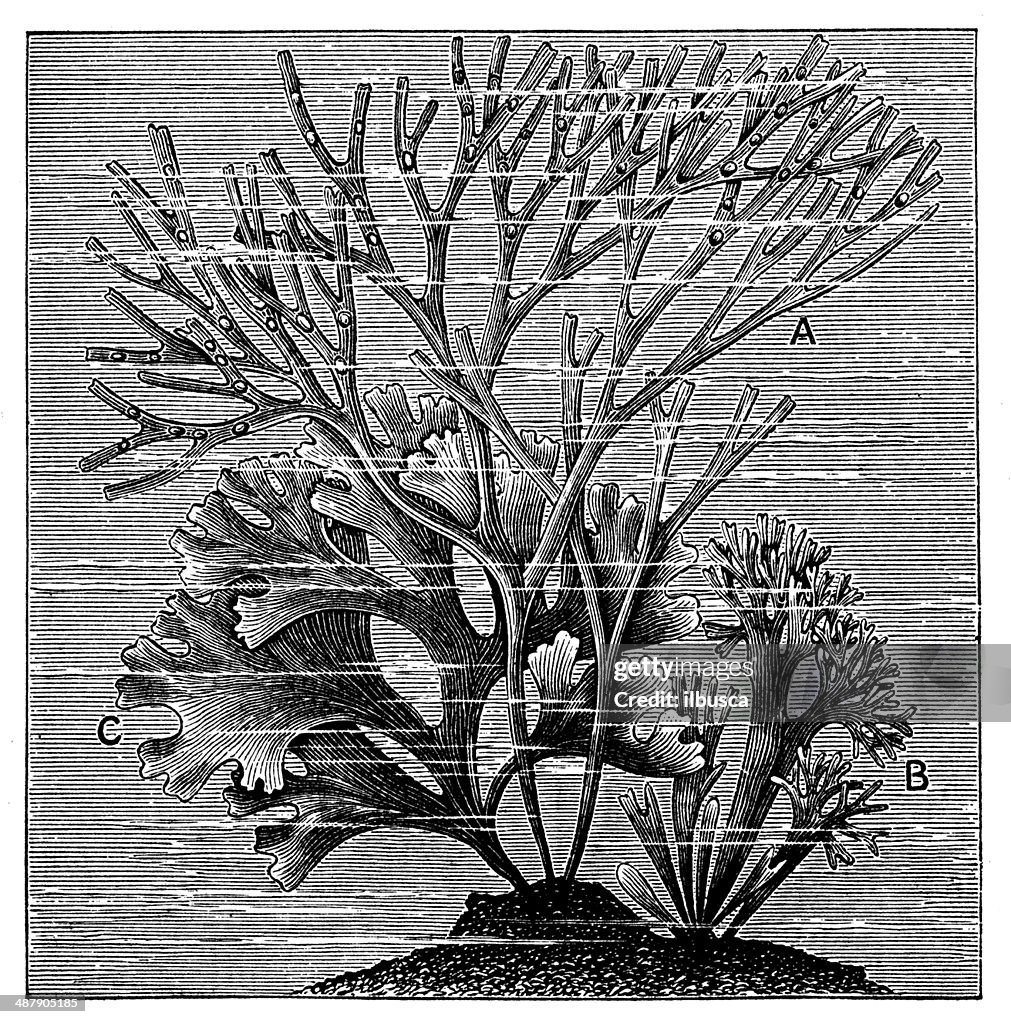 Antique illustration of Chondrus crispus (Irish moss or carrageen moss)