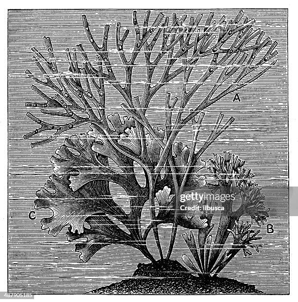 antique illustration of chondrus crispus (irish moss or carrageen moss) - red seaweed stock illustrations
