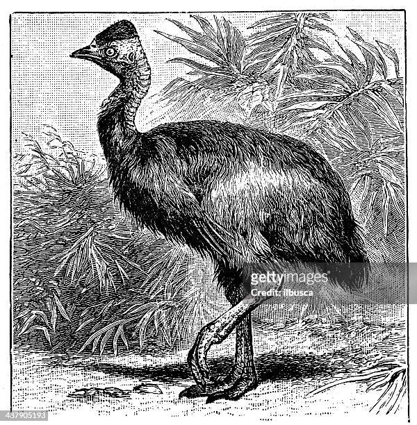 antique illustration of southern cassowary (casuarius casuarius) - cassowary stock illustrations