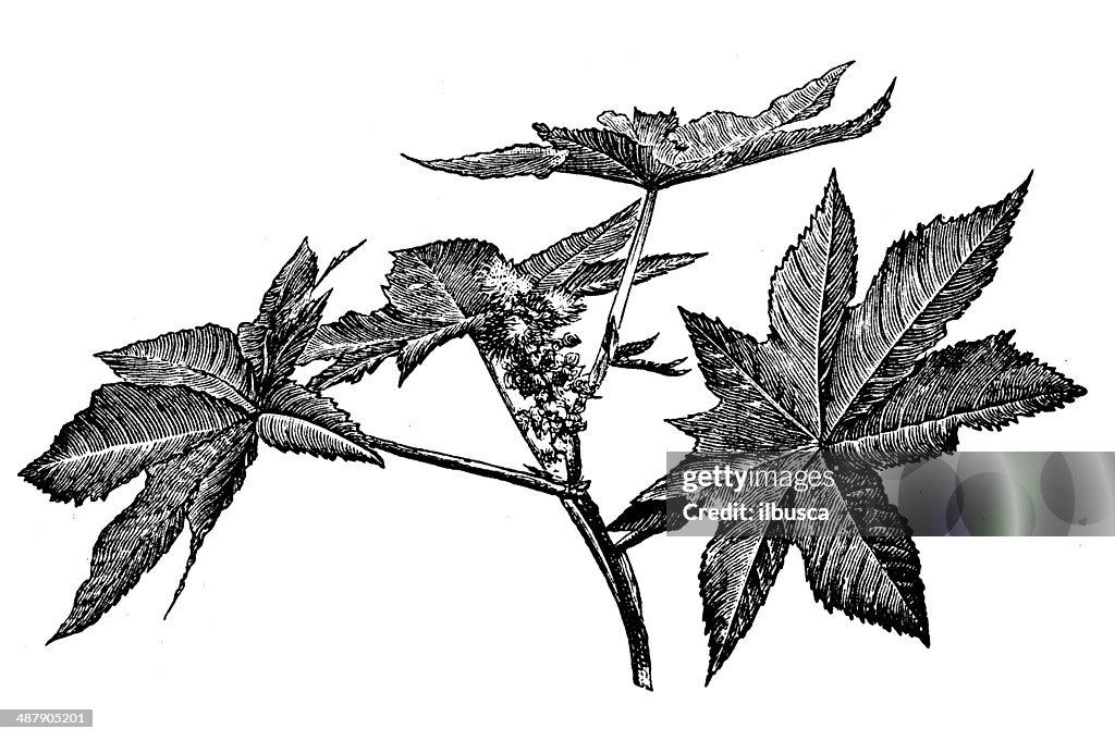 Antique illustration of castor oil plant (Ricinus communis)