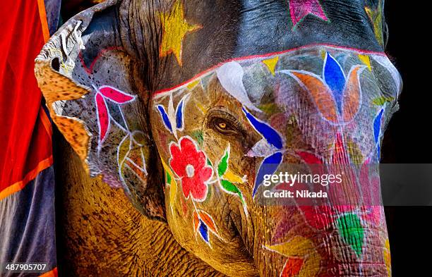 colorful painted elephant in india - elephant eyes 個照片及圖片檔