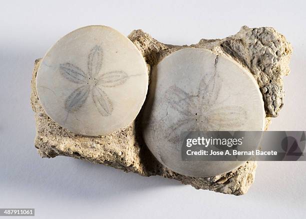 fossil of a sea star double - ordovicium stockfoto's en -beelden