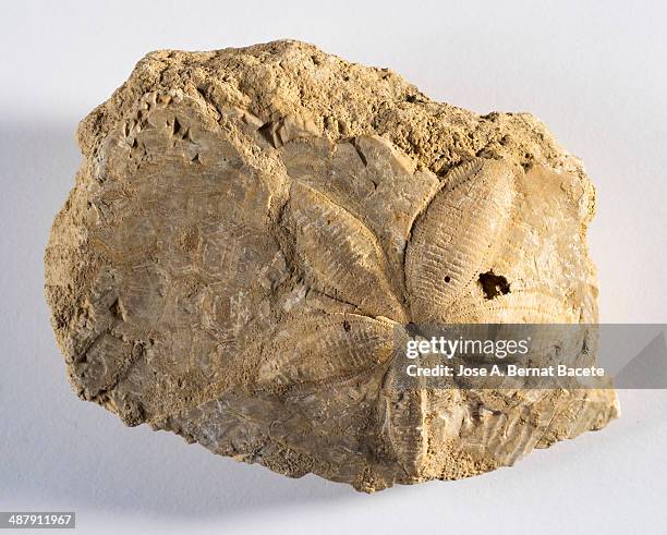 fossil of a starfish on white background - ordovicium stockfoto's en -beelden