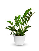 young Zamioculcas a potted plant isolated over white
