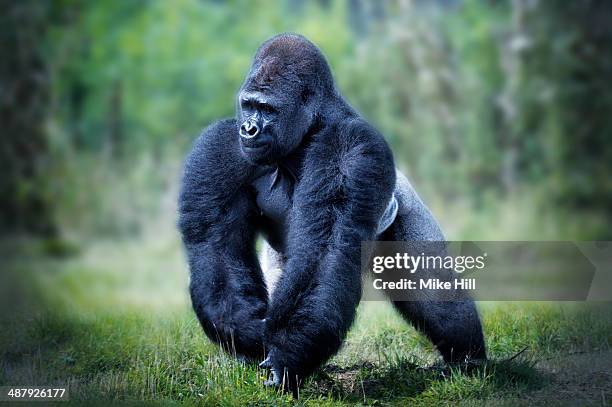 male western lowland gorilla walking - western lowland gorilla stockfoto's en -beelden