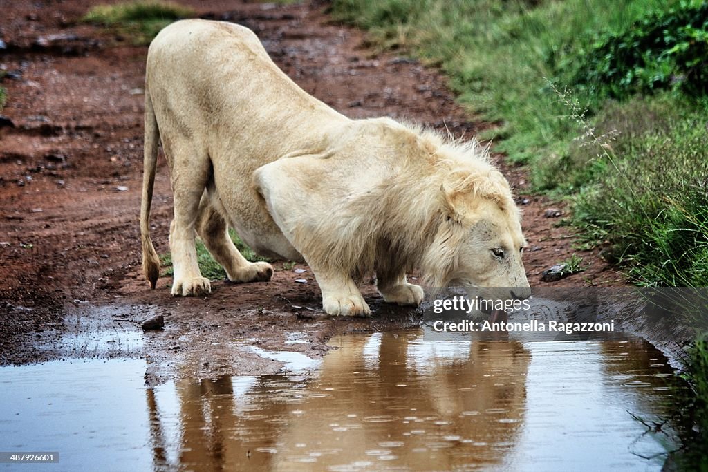 White lion drinking