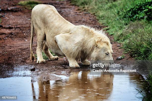 white lion drinking - white lion 個照片及圖片檔