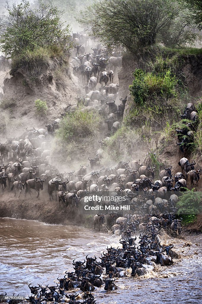 Wildebeest herd on migration