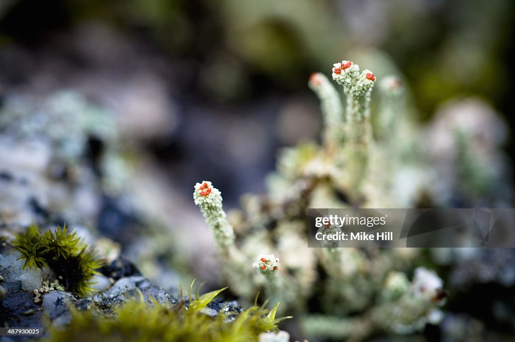 Close up view of Lichens