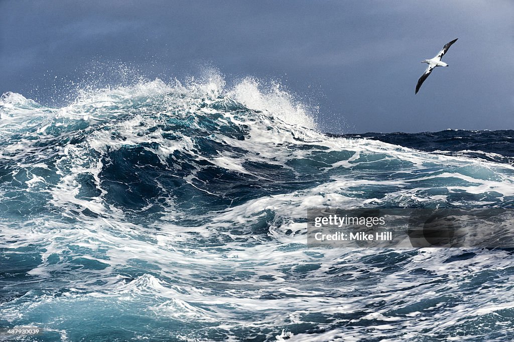 Wandering Albatross flying over rough sea